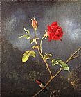 Martin Johnson Heade Famous Paintings - Red Rose with Ruby Throat